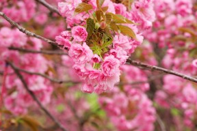 开yun官网-花样滑冰服装安全系数纳入评分参考，花样滑冰服装面料