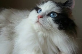 开云体育官方网站登陆-法国新一代天才崭露头角，未来不可估量