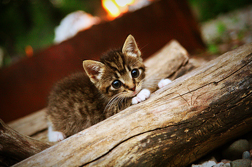 埃及赛制解析：创新机制如何助力球员成长，埃及的比赛