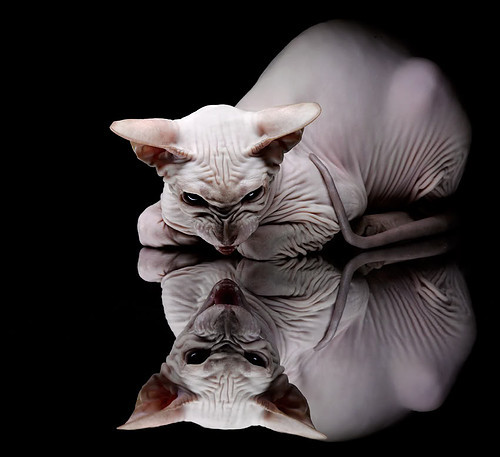 快攻得分占比最高的战术球队，一个完整的快攻战术