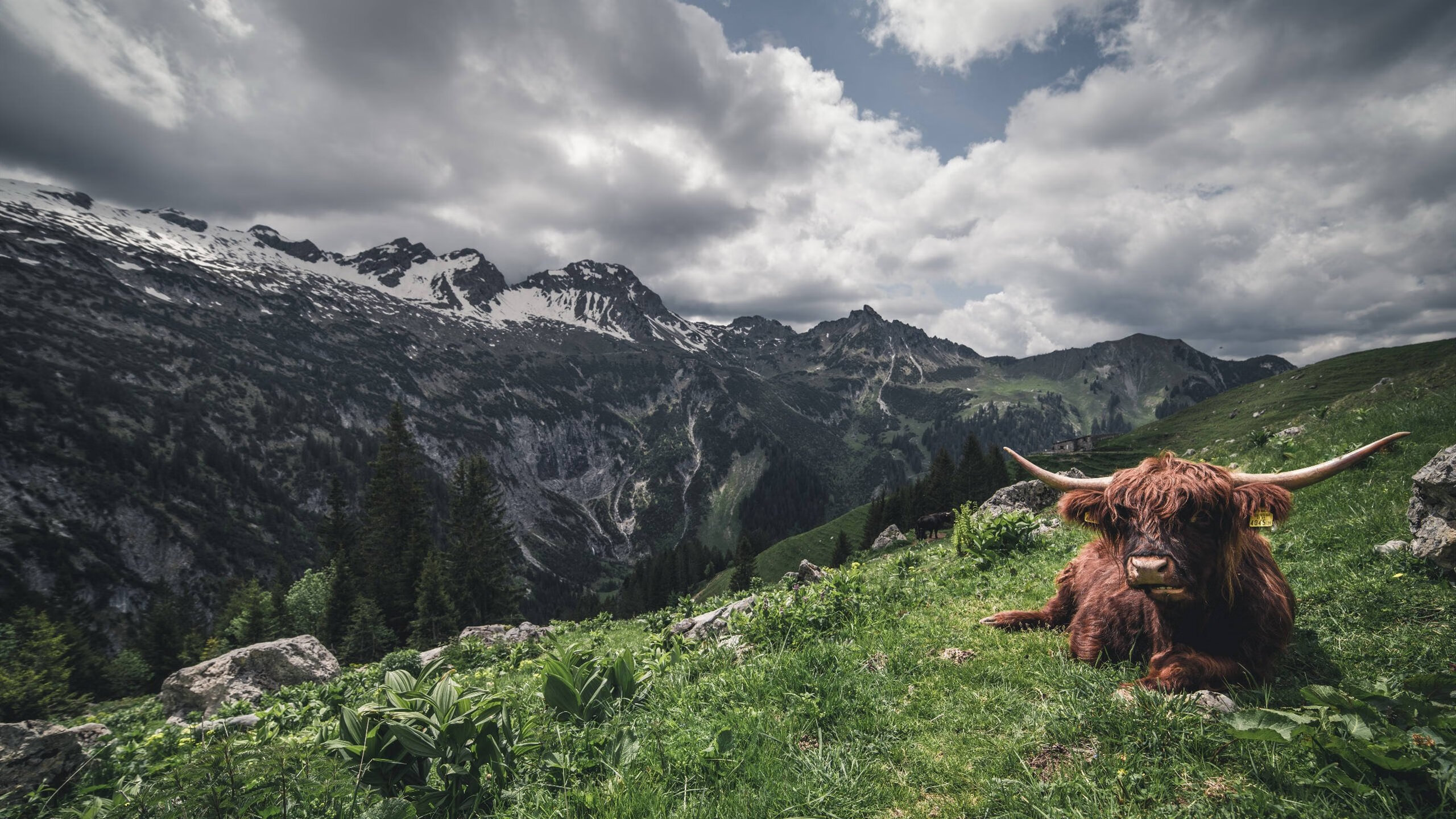 Men’s high diving榜上 Popovici进决赛圈，menno冠军